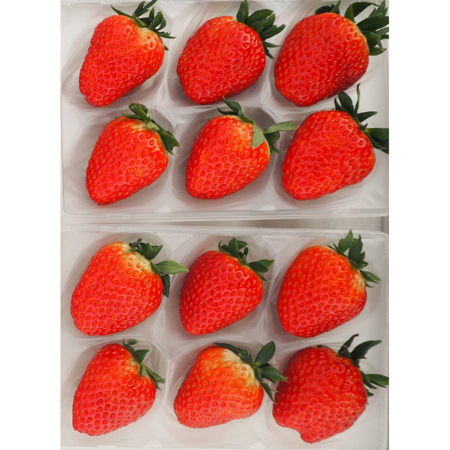 ＜奈良のいちごやさん＞苺「古都華」（特大サイズ）6粒x2パック（計12粒）