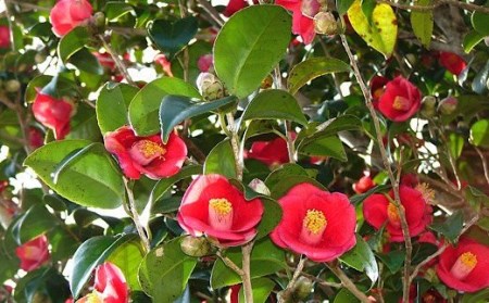 【返礼品なしの応援③】高知県土佐清水市【R00003】