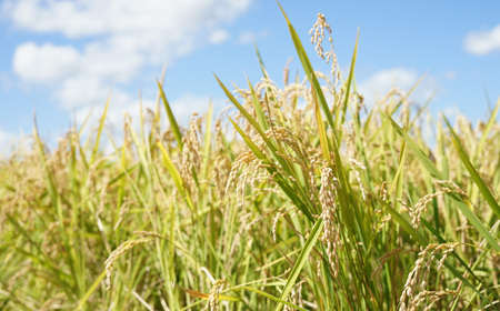 【お米定期便】特Aランクななつぼし5kg×12ヶ月（精米）北海道米 栗山町産
