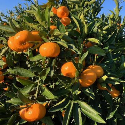 ふるさと納税 紀の川市 【発送月固定定期便】冬の定番　早生温州みかん5Kg　八朔5Kg　全2回 |  | 01