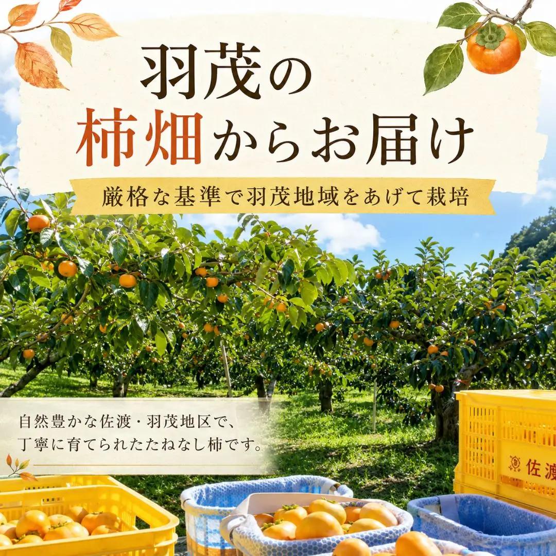 柿 たねなし柿 10kg 訳あり 大玉