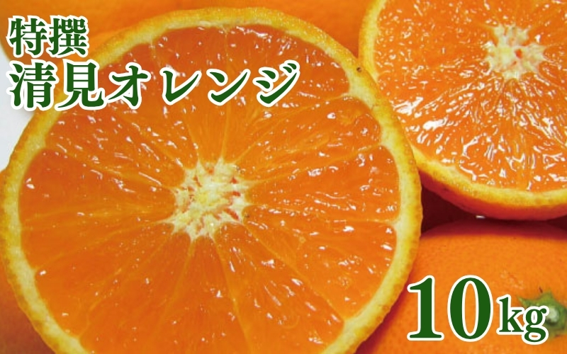 特撰　清見オレンジ 10kg+200g(補償分)【2027年2月下旬～5月上旬頃に順次発送予定】【ard263】