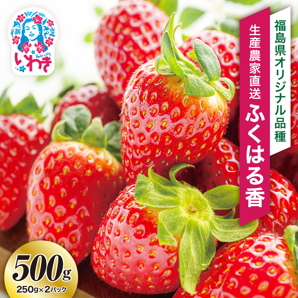 【産地直送】いわき市産いちご　ふくはる香　500g（250g×2パック）  | BB029-500g