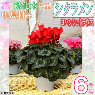 ふるさと納税 中島村 【先行予約】シクラメン6号鉢(ヨハンシュトラウス)　水野谷園芸