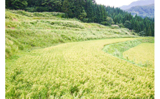 米 200kg数量限定 令和5年／新潟上越産「標高480ｍの山間地で育てた棚田米コシヒカリ」玄米10kg コシヒカリ