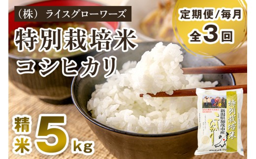 【令和7年産】【定期便3回毎月お届け】新潟県加茂市産 特別栽培米 コシヒカリ 精米 5kg 《順次出荷》 従来品種コシヒカリ 新潟県産コシヒカリ 新潟産コシヒカリ 新潟コシヒカリ 新潟県産こしひかり 新潟産こしひかり 新潟こしひかり コシヒカリ こしひかり お米 白米 米 定期便 （株）ライスグローワーズ