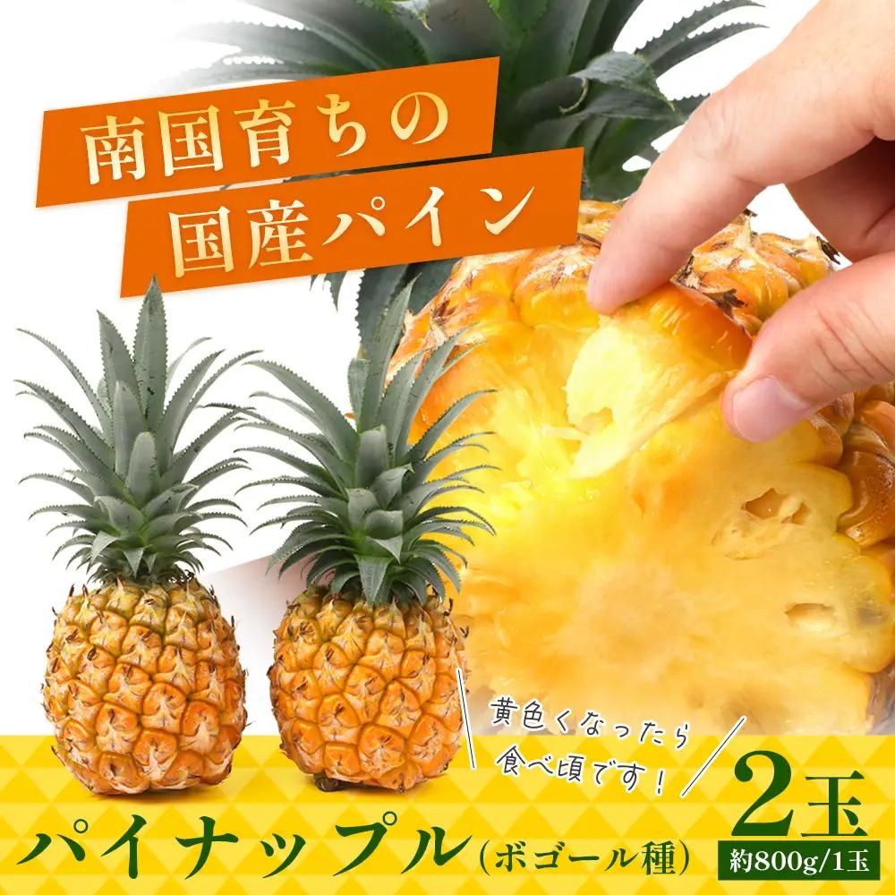 【先行受付】パイナップル/ボゴール種 (約800g×2玉) ≪2026年7月下旬以降順次発送≫ DS-004 ｜パイン パイナップル パインアップル フルーツ ボゴールパイン スナックパイン 産地直送