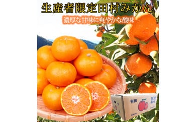 【先行予約】高級ブランド田村みかん １０kg◇｜ 蜜柑 柑橘 果物 フルーツ 糖度 甘い 濃厚 コク ジューシー 先行予約 みかん 国産 産地直送 人気 美浜町