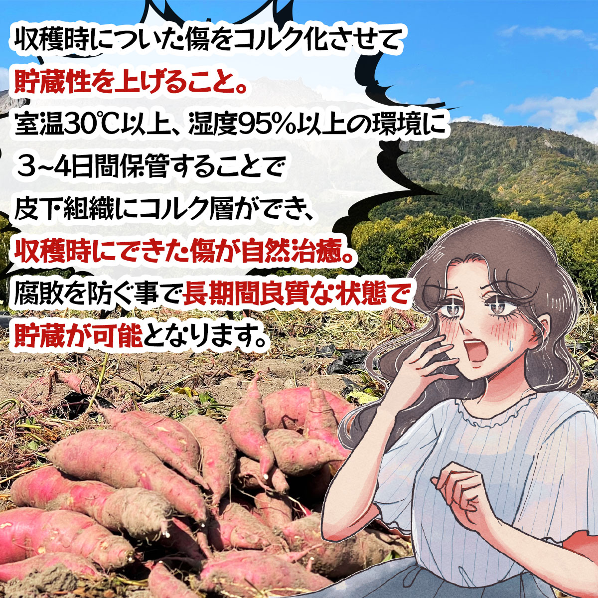 北海道 伊達 さつまいも 紅はるか 5kg 熟成 高糖度 サツマイモ 芋 甘い スイートヤバ芋 産地直送_イメージ4