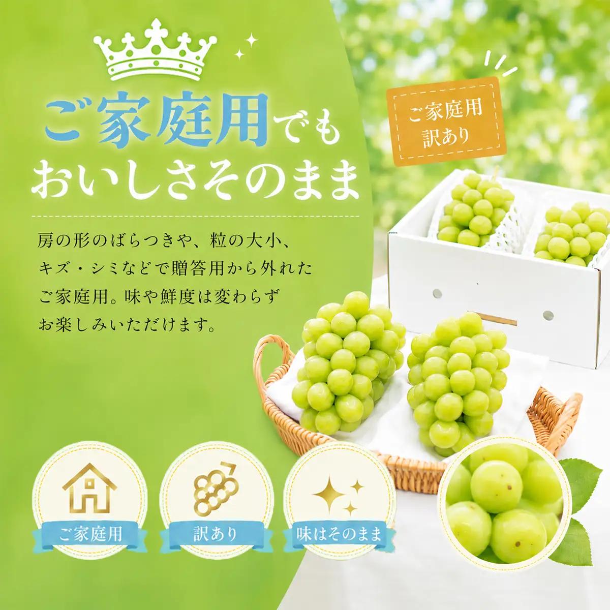 ぶどう 2026年 ［ご家庭用］ シャイン マスカット3～5房（合計2kg以上） ブドウ 葡萄 第1回全国ぶどう選手権入賞 岡山県産 フルーツ 果物 OEC KINGDOM ぶどう家 果物類