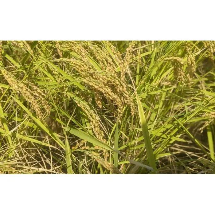 【令和8年新米予約】精米5kg 南魚沼産こがねもち（もち米）・農家直送_AG【令和8年9月中旬から1ヶ月以内に順次発送予定】 | 精米