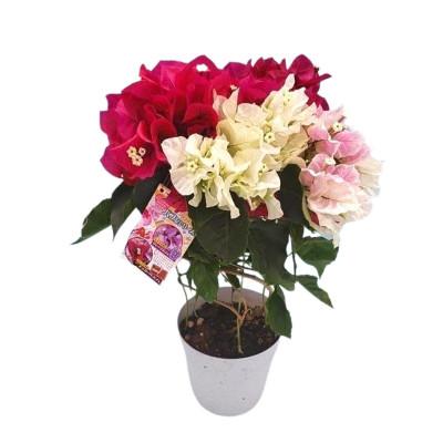 ふるさと納税 藤枝市 【母の日に!】ブーゲンビリア 鉢植え あんどん仕立て チョコレートパフェ 5号 |  | 01