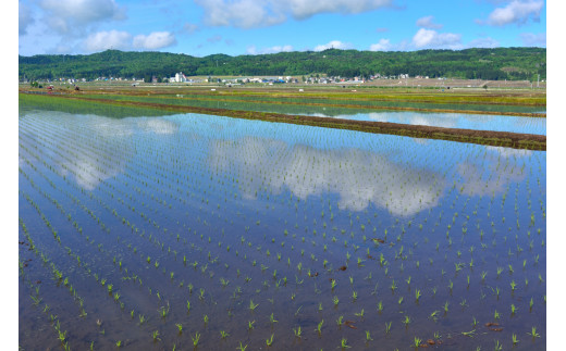 令和7年産 昔ながらの魚沼産コシヒカリ 精米60kg(5kg×毎月全12回) 農園ビギン【0002-BN14DB00-01】