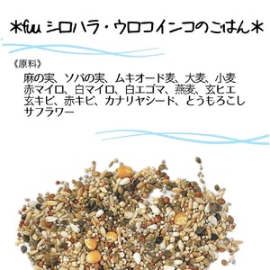 【3ヶ月定期便】fuu シロハラインコ・ウロコインコのごはん（10kg）[145S60-T]