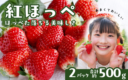 いちご 紅ほっぺ 250g×2パック 計500g ｜いちご 苺 矢野農園 埼玉県 久喜市