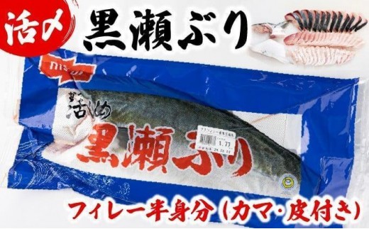 KRBF15 活じめ！黒瀬ぶりの生鮮ブリフィレー 1.5kg前後 (2026年1月発送)