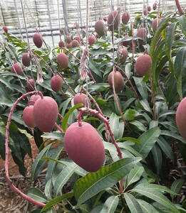甘さがギュッと詰った超希少な完熟ミニマンゴー 約1.2kg　白箱入り
