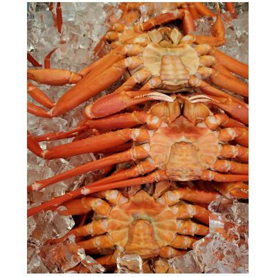 ふるさと納税 魚津市 魚卸問屋のベニズワイガニ500〜600g級×3杯 |  | 03