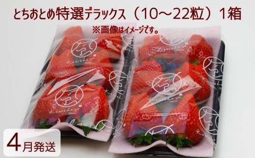 【4月発送】いちご とちおとめ特選デラックス　10～22粒×1箱（2パック） 苺 イチゴ とちおとめ 選べる 発送月 発送回数 個数 いちご「とちおとめ」風早いちご園 有名ホテル使用 厳選 フルーツ 果物 季節限定 甘い 濃厚 ジューシー 新鮮 1箱 送料無料 ギフト 贈答 茨城県 鉾田市 野菜王国 予約受付