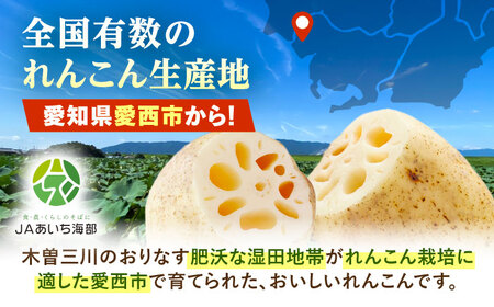 訳あり 泥付きれんこん 5kg (常温) 野菜 レンコン 愛西市 / JAあいち海部れんこんセンター 【配送不可地域：北海道・沖縄・離島】[AEDK001]