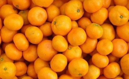 フジカワ温州みかん 約2kg