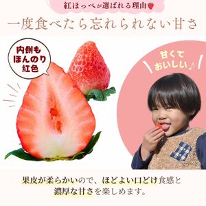 【1月下旬発送】甘熟いちごの紅ほっぺ 1kg (250g×4パック) | いちご 苺 イチゴ 紅ほっぺ べにほっぺ 甘い 完熟 完熟いちご 濃厚 果物 フルーツ おやつ デザート ストロベリー パフェ