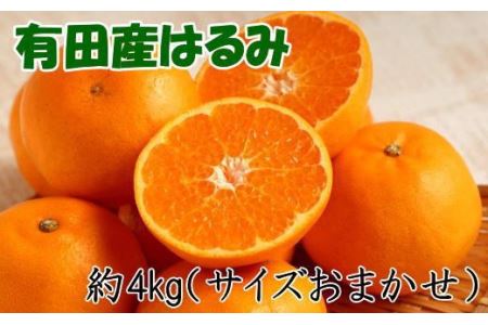 【厳選・濃厚】紀州有田産のはるみ約4kg(2L～3Lサイズおまかせ) ※2025年1月下旬～2025年2月中旬頃より順次発送【tec820】