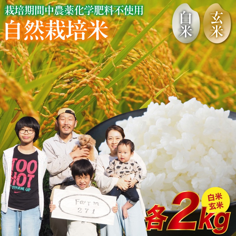 
                  令和8年度産 新米 予約受付 自然栽培米 こしひかり 4kg （白米2kg×＋玄米2kg）  玄米 白米 精米 京都 舞鶴産 舞鶴コシヒカリ 農家直送 お米 健康志向 ご飯 農薬不使用 化学肥料不使用 自然の力 
                