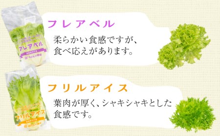 【12回定期便】水耕栽培レタス 4種【モロフジファーム株式会社】[KAA367]/ 長崎 平戸 レタス 水耕栽培 定期便