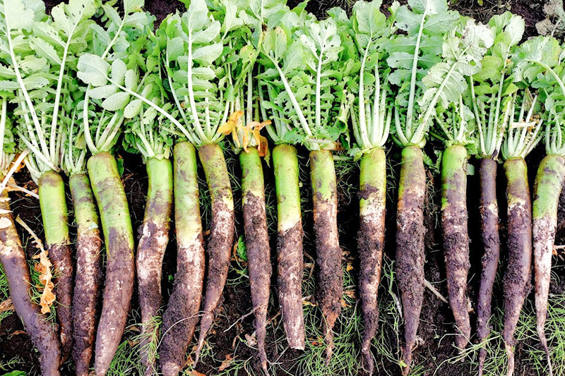農薬を使わずに育てた【あきた伝統野菜・沼山大根】の「パリポリがっこ」3袋セット いぶりがっこ たくあん 漬物