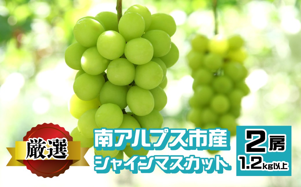 
            ＜2026年発送先行予約＞南アルプス市産 シャインマスカット 1.2kg以上　（2房） ALPEV001　山梨 山梨県 ぶどう 葡萄 ブドウ マスカット 種なし フルーツ くだもの 果物 高級 新鮮 産地直送 贈答 ギフト 家庭用 2026年  南アルプス市
          