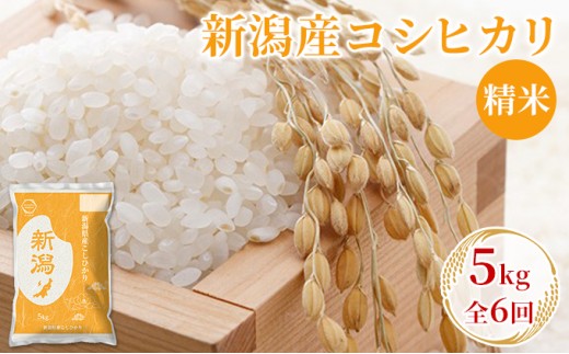 【先行予約】R8年産新潟産コシヒカリ精米5kg　全6回 お米 白米 ご飯 ブランド米 銘柄米 おにぎり お弁当 産地直送