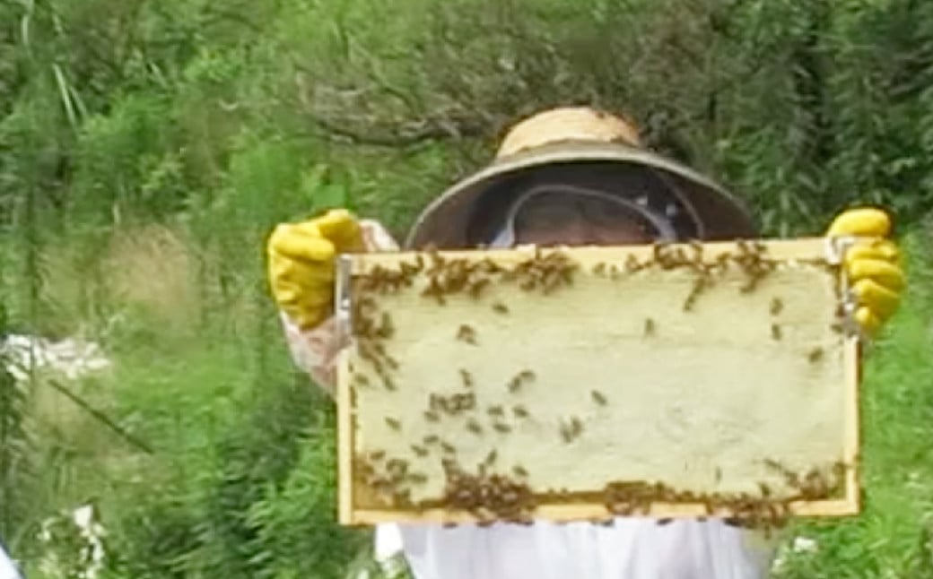 おしゃれなハチミツのプチお土産 200g瓶×12本セット 合計2.4kg ／ 蜂蜜 はちみつ 非加熱 国産 非常食 長期保存 長崎県 長崎市