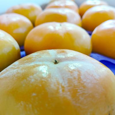 ふるさと納税 鶴岡市 渋抜き済で、すぐ食べられる「庄内柿」5kg |  | 01