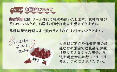 ぶどう 予約受付 2kg 4～8房 2種以上 巨峰 シナノスマイル ハニービーナス オリンピア など おまかせ 完熟 露地栽培 石井ぶどう園（白井ぶどう組合）