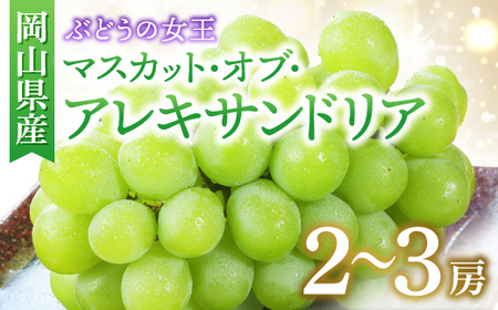◆先行受付◆　岡山県産　秋のマスカット・オブ・アレキサンドリア　2025年発送【配送不可地域：離島・北海道・沖縄県】【1350317】
