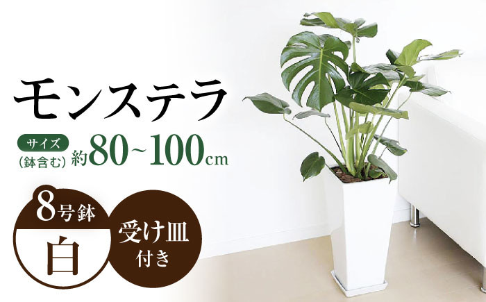 
            観葉植物 モンステラ 8号サイズ ロングスクエア 陶器鉢植え 【鉢色：白】 / 観葉 植物 インテリア おしゃれ プレゼント / 大村市 /琴花園[ACYK004]
          