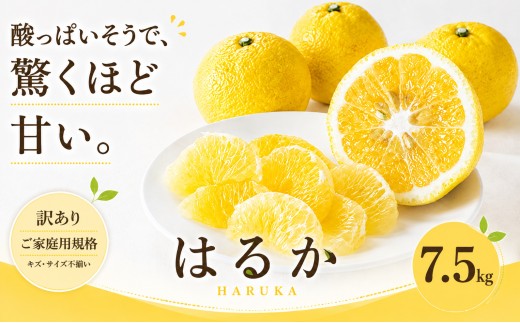 ＜訳あり 愛媛県産はるか 合計約7.5kg＞『2027年2月上旬～3月下旬迄に順次出荷予定』 上品な甘さ 甘い あまい 果汁 果物 くだもの フルーツ みかん オレンジ 柑橘 人気柑橘 特産品 株式会社OSN 愛媛県 西予市 【常温】