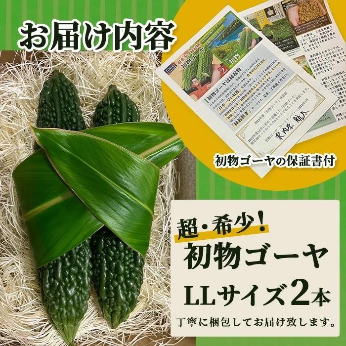 ふるさと納税 石垣市 【先行受付】希少品!贈答用「初物ゴーヤ」《2026年1月上旬〜2026年2月中旬頃まで順次発送》 |  | 03