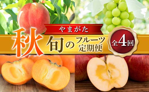 ≪2025年先行予約≫ 全4回やまがた 「秋」 旬のフルーツ定期便  もも モモ 桃 デザート フルーツ 果物 くだもの 果実 食品 山形県 FSY-1880