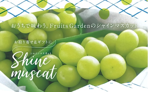 
										
										【令和6年産先行予約】 シャインマスカット 約1.5kg以上 (3房) 山形県鶴岡市 フルーツガーデン
									