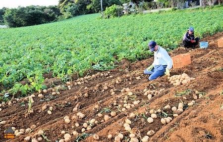 《まもなく旬！》～春しか食べられない 新じゃが～徳之島プレミアムブランド”春一番新じゃがいも”（100kg） ( バレイショ 野菜 旬 春 JA 徳之島 奄美 鹿児島 肉じゃが カレー じゃがバター 