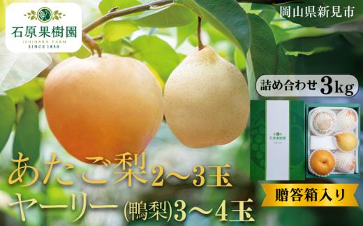 あたご梨2～3玉 ヤーリー (鴨梨) 3～4玉 詰め合わせ 約3kg 贈答箱【先行予約 2025年11月中旬から順次発送】