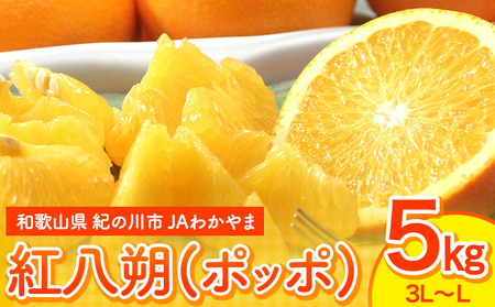 【先行予約】紅八朔(ポッポ) 約5kg(3L-L) JAわかやま 紀の里地域本部 《2027年3月中旬-3月末頃出荷》 和歌山県 紀の川市 果物 フルーツ 柑橘 はっさく