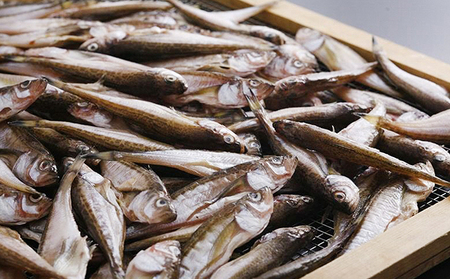 干物 ハタハタ 一夜干し 脂のり 新物 16匹 干物