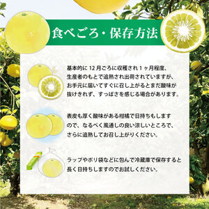 【先行予約】土佐文旦（大玉：2L~5L 混合）約5kg 〈2027年2月中旬?発送〉/ 土佐文旦発祥の地 産地直送 家庭用 贈答用 文旦 5キロ 約7?10玉 大玉 特大 3l 4l ぶんたん ブンタ