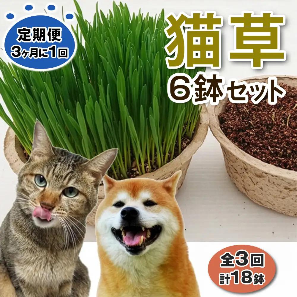 [定期便／3ヶ月に1回 全3回] 猫草 栽培セット 6鉢×3回 (計18鉢) [1205]