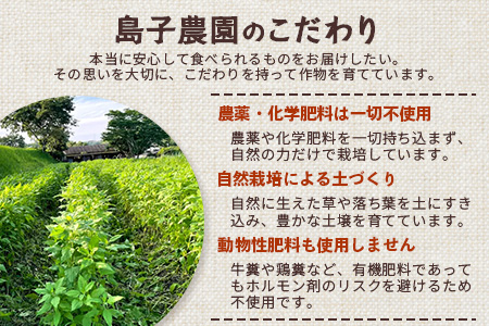 白色菊芋 菊芋せんべ （40g×2袋） SK-4｜ せんべい お菓子 菊芋 ノンフライ ノンオイル きくいも 焙煎 おつまみ グルメ お取り寄せ 鹿児島県 南大隅町 島子農園