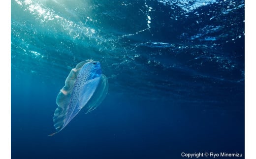 
清水町ふるさと大使　海洋生物写真家　峯水亮氏による　作品パネル　Polka-dot ribbonfish swimming in the morning sun（_D5A5726_A4）
