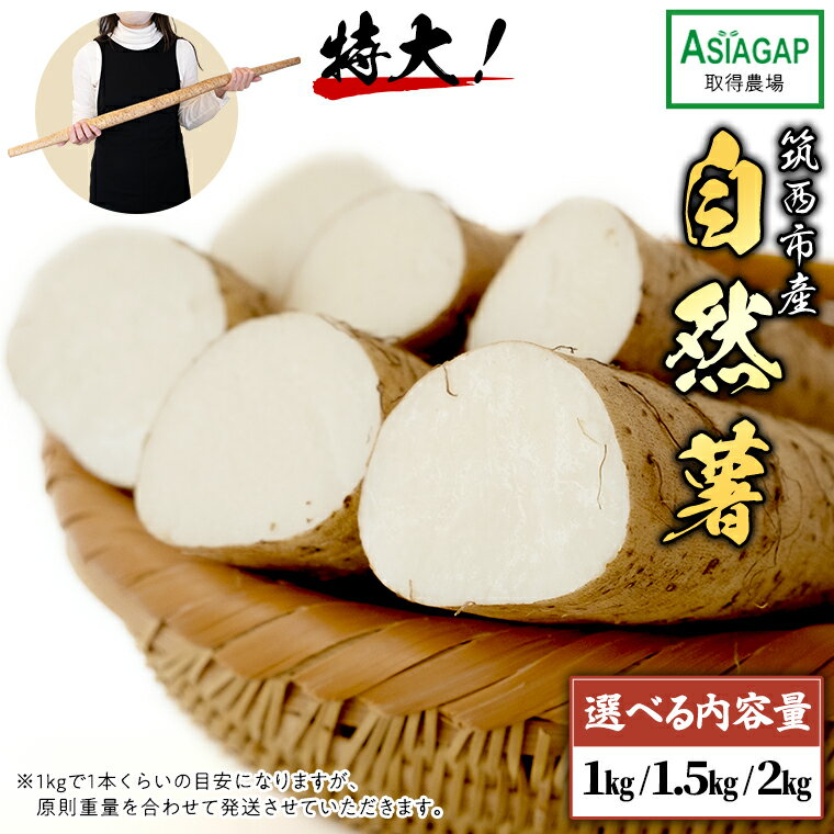 【ふるさと納税】ASIAGAP認証農場 の 自然薯 ( 選べる 内容量 ) 1kg 1.5kg 2kg 茨城県 筑西市産 じねんじょ 山芋 芋 イモ いも とろろ 山菜 ASIAGAP